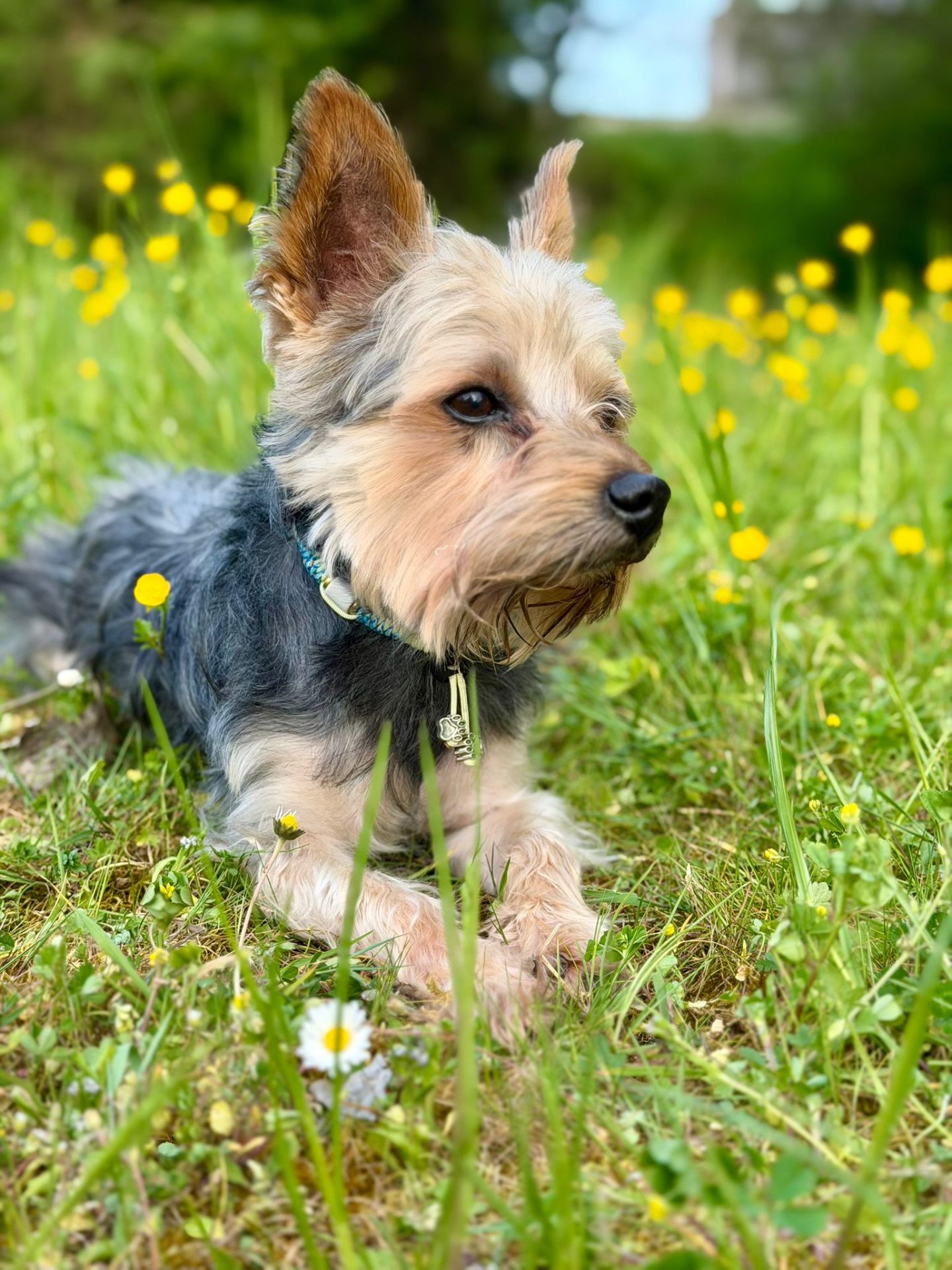 Nuts, yorkshire portant son collier en paracorde, allongé dans l'herbe fleurie